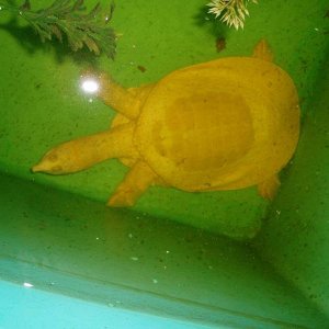 Albino Florida Softshell Female