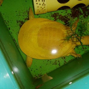 Albino Florida Softshell Female Pic2