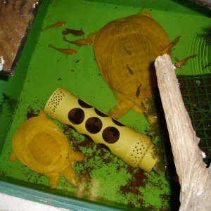 Albino Florida Softshell Females Pic2
