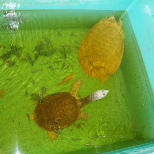 Piebald Male Florida Softshell