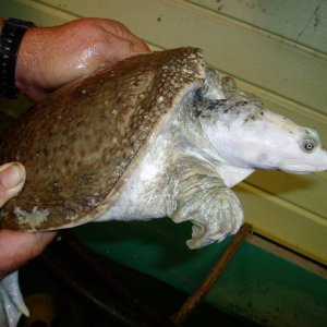 Piebald Male Florida Softshell Pic2