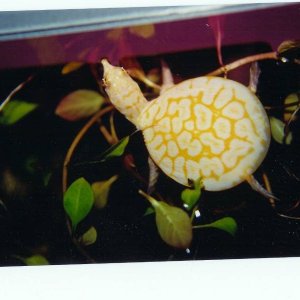 Albino Florida Softshell Baby