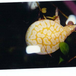Albino Florida Softshell Baby Pic2