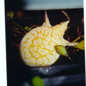 Albino Florida Softshell Baby Pic3