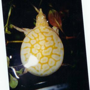 Albino Florida Softshell Baby Pic4