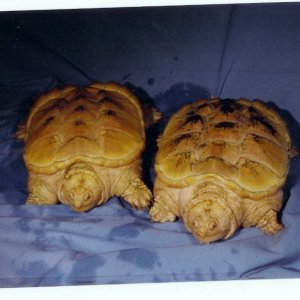 Albino Northern Snapping Turtles