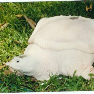 Leucistic Asian Softshell Giant 15 kilogram Amyda cartilaga