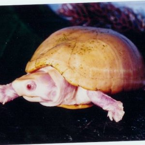 Albino Mud Turtle