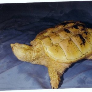 Albino Northern Snapping Turtle