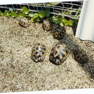 Small Radiated Tortoises