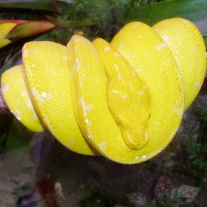 Yellow Chondro Python