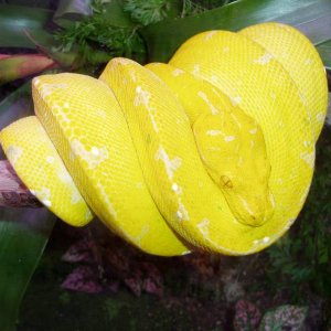 Yellow Chondro Python Pic2
