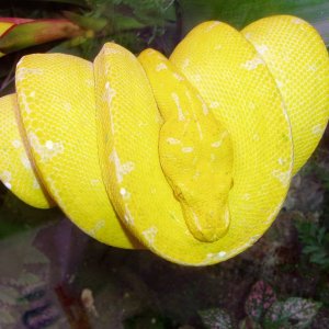 Yellow Chondro Python Pic3