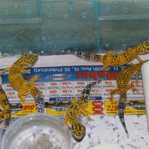Original Leopard Gecko Breeders 1990 in Sweater Box