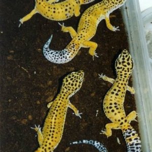Original Leopard Gecko Breeders 1990 in Nestbox