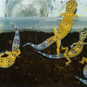 Original Leopard Gecko Breeders 1990 in Setup
