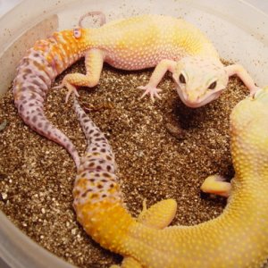 Female Leopard Geckos 2004