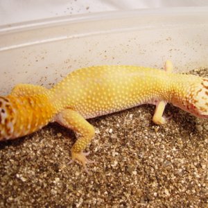 Female Leopard Gecko 2004