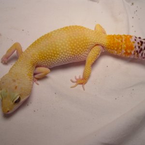 Female Leopard Gecko 2004 Pic2