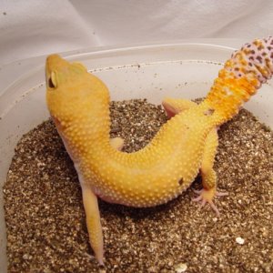 Female Leopard Gecko 2004 Pic3