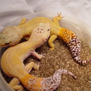Female Leopard Geckos 2004 Pic2