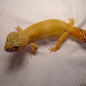 Female Leopard Gecko 2004