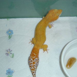 Flame - Male Stud for Bruce's Collection