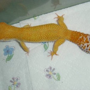 Flame - Male Stud for Bruce's Collection Pic2