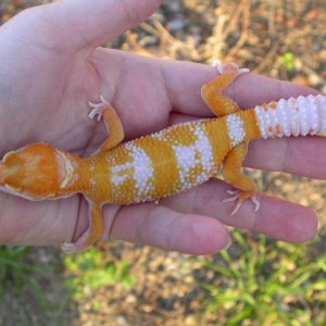 Albino Giant