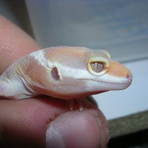 Ch baby in shed