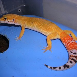 GRAVID shtctb