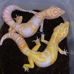 Jungle giant pair