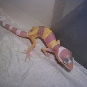Newest hatchling