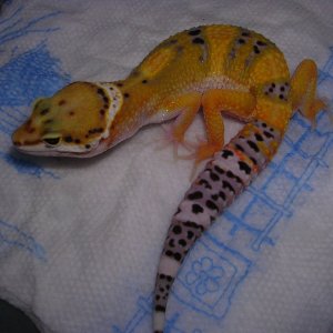50 days old, 37 grams, 7 1/2 inches