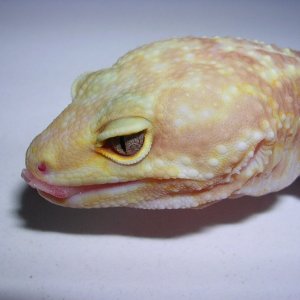 tongue shot