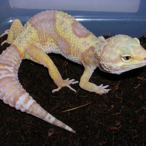 rainwater female
