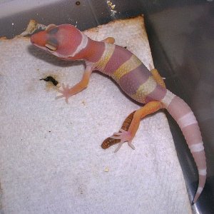 another ch baby