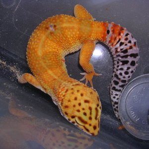 super hypo