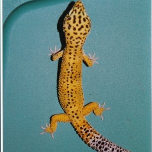1990 Male Stud for Bruce's Collection1990