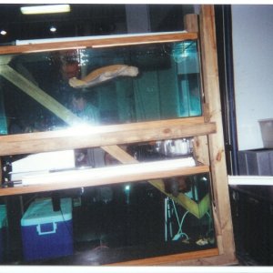 Daytona Albino Softshell Large Aquarium Display