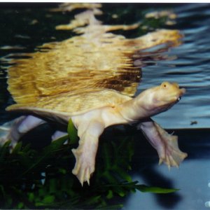 Albino Asian Softshell Female Pic3