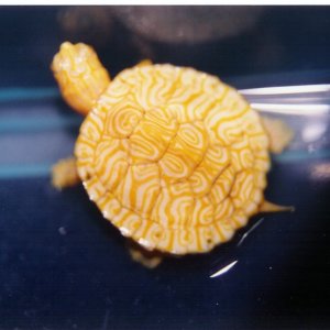 Albino Peninsular Cooter Baby Pic2