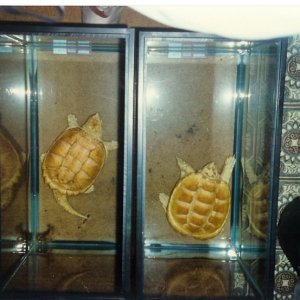 Albino Florida Snapping Turtles