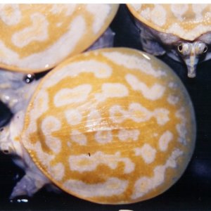 Xanthic Baby Florida Softshells