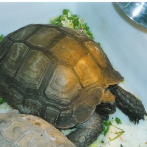 Giant Burmese Brown Female at Tom Crutchfield's circa 1990