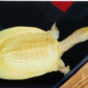 Albino Asian Softshell Female Pic2