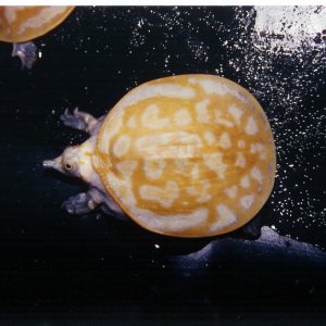 Xanthic Florida Softshell Baby