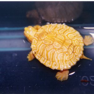 Albino Peninsular Cooter Baby Pic3