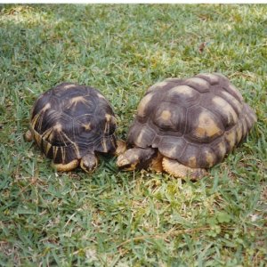 Very Large Radiated Tortoises