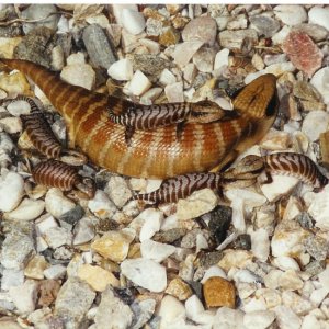 Tiliqua multifasciata Female with Babies